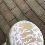 Thumb Image 4